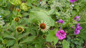 Sléz maurský ve společnosti třapatky nachové a brutnáku lékařského