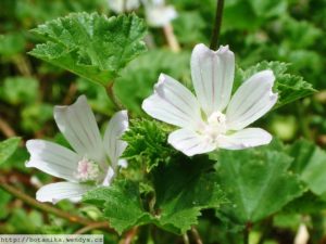 Sléz přehlížený