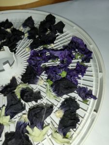 Topolovka růžová - varieta nigra a sléz maurský - sušený květ