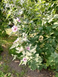 Proskurník lékařský