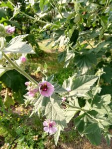 Proskurník lékařský - kvetoucí