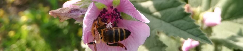 Proskurník lékařský - detail