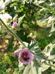 Proskurník lékařský - kvetoucí