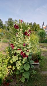 Proskurník lékařský - kvetoucí