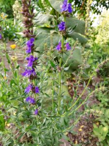 Yzop lékařský (Hyssopus officinalis)
