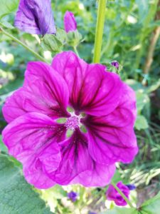 Sléz maurský - detail květu