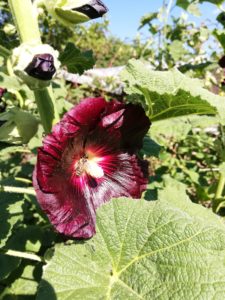 Topolovka růžová - varieta nigra - detail květu