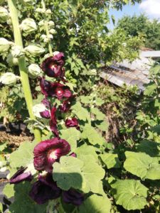 Topolovka růžová - varieta nigra