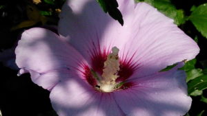 Proskurník lékařský - detail květu