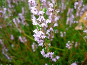 Vřes obecný - detail kvetoucí natě.