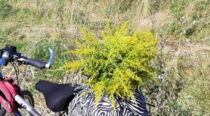 Zlatobýl kanadský je nasbírán.