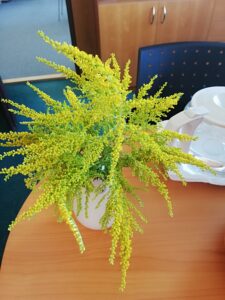 Zlatobýl kanadský ve váze